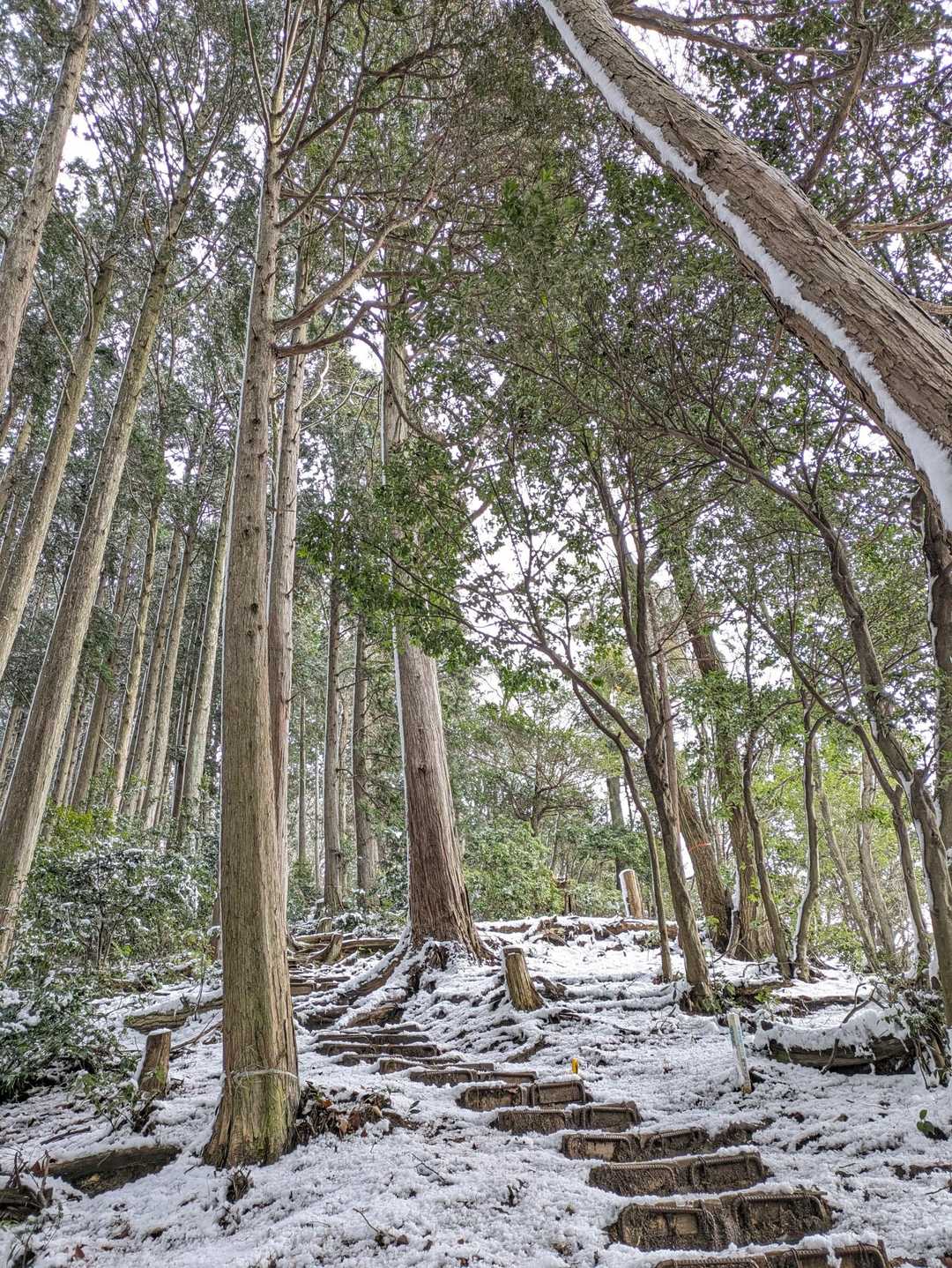 大谷山-滝谷山 往復コースの写真