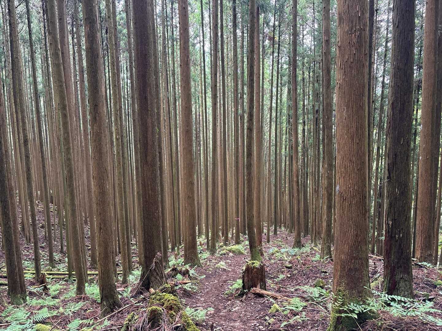 とにかく無心で進む進む🚶🏻
途中少し走ってた気もしますが・・・
最近短い距離しか歩いてなかったからなぁ💦