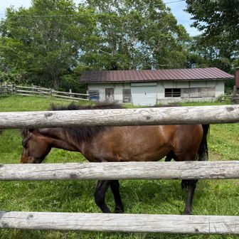 牧場のお馬さん、近くに行ったら、寄ってきてくれた。身体ピカピカでした。ありがとう。
