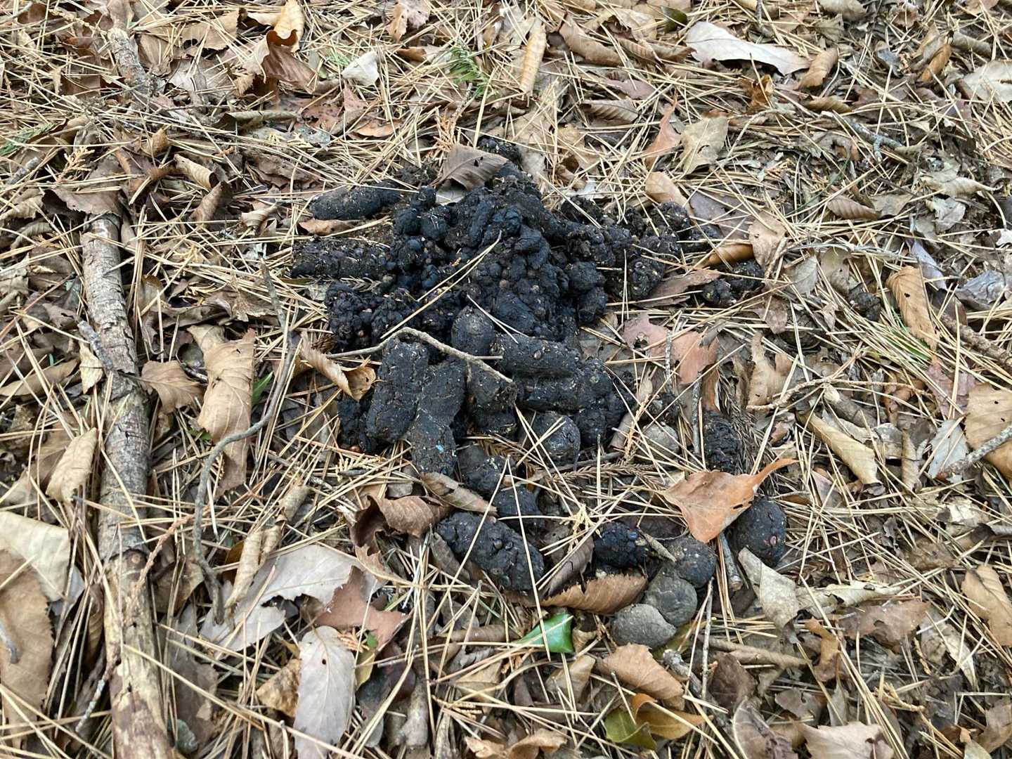 ⚠️クマ？イノシシ？😱
あちこちにありました😅