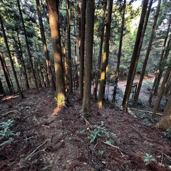再び林道へ合流