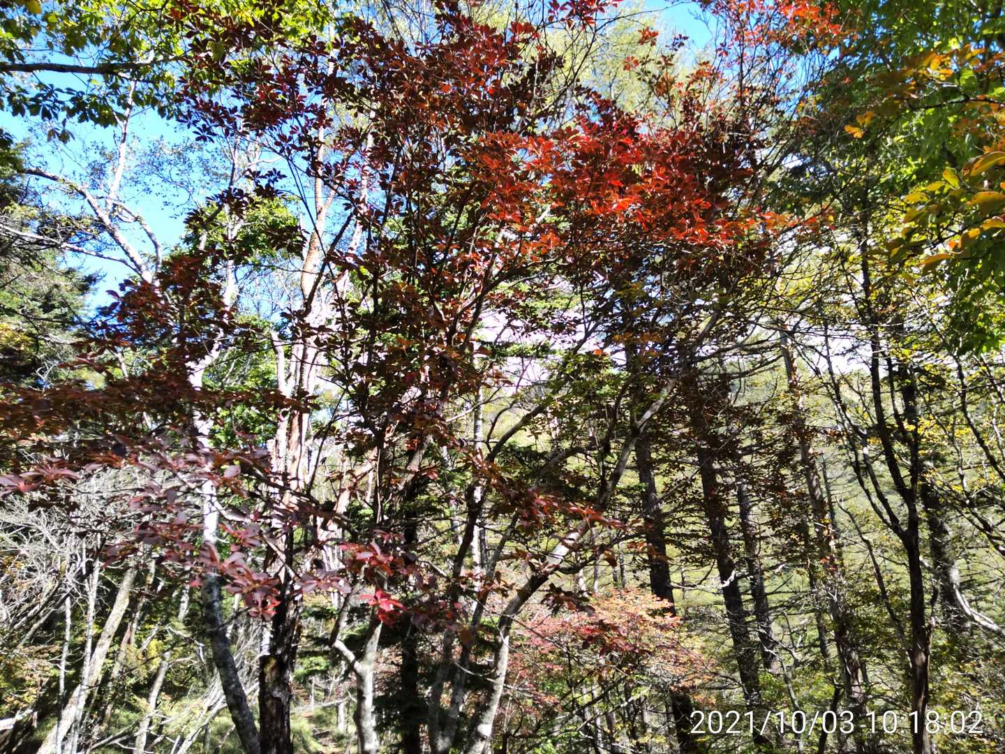 丸川峠分岐駐車場-上日川峠-大菩薩嶺-大菩薩峠 周回コースの写真