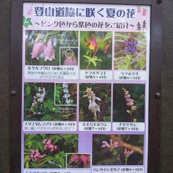 見たいお花があるのですが、
登るのに必死でお花の写真を撮りませんでした(⁠๑⁠•⁠﹏⁠•⁠)