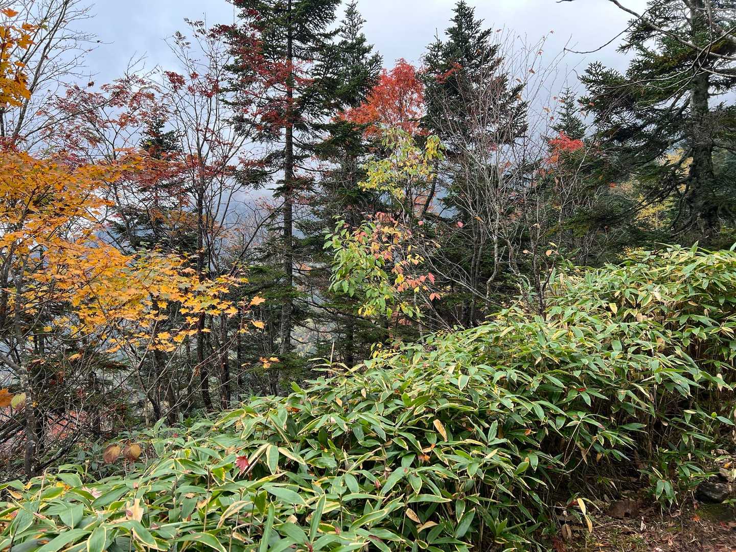 紅葉パシャリ🍁