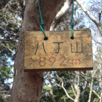 ひと先ず登頂。

この付近の尾根には【水造】と印刷された多数の緑色のプラスチック板がステンレスつる巻きバネで生木に設置されていた。
「水源林造林地」の境界見出し標らしい。