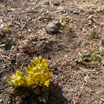 福寿草が咲いてました♪かわいい