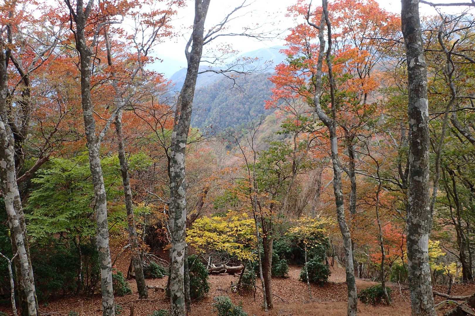 紅葉🍁具合