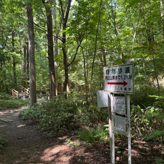 お散歩に良いお山だねー。