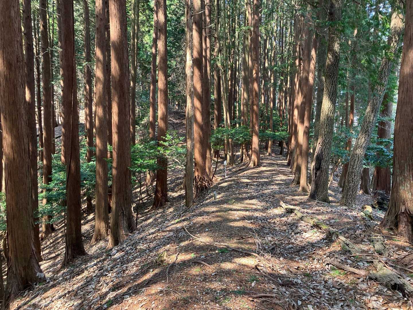 アップ⤴️ダウン⤵️の繰り返し
