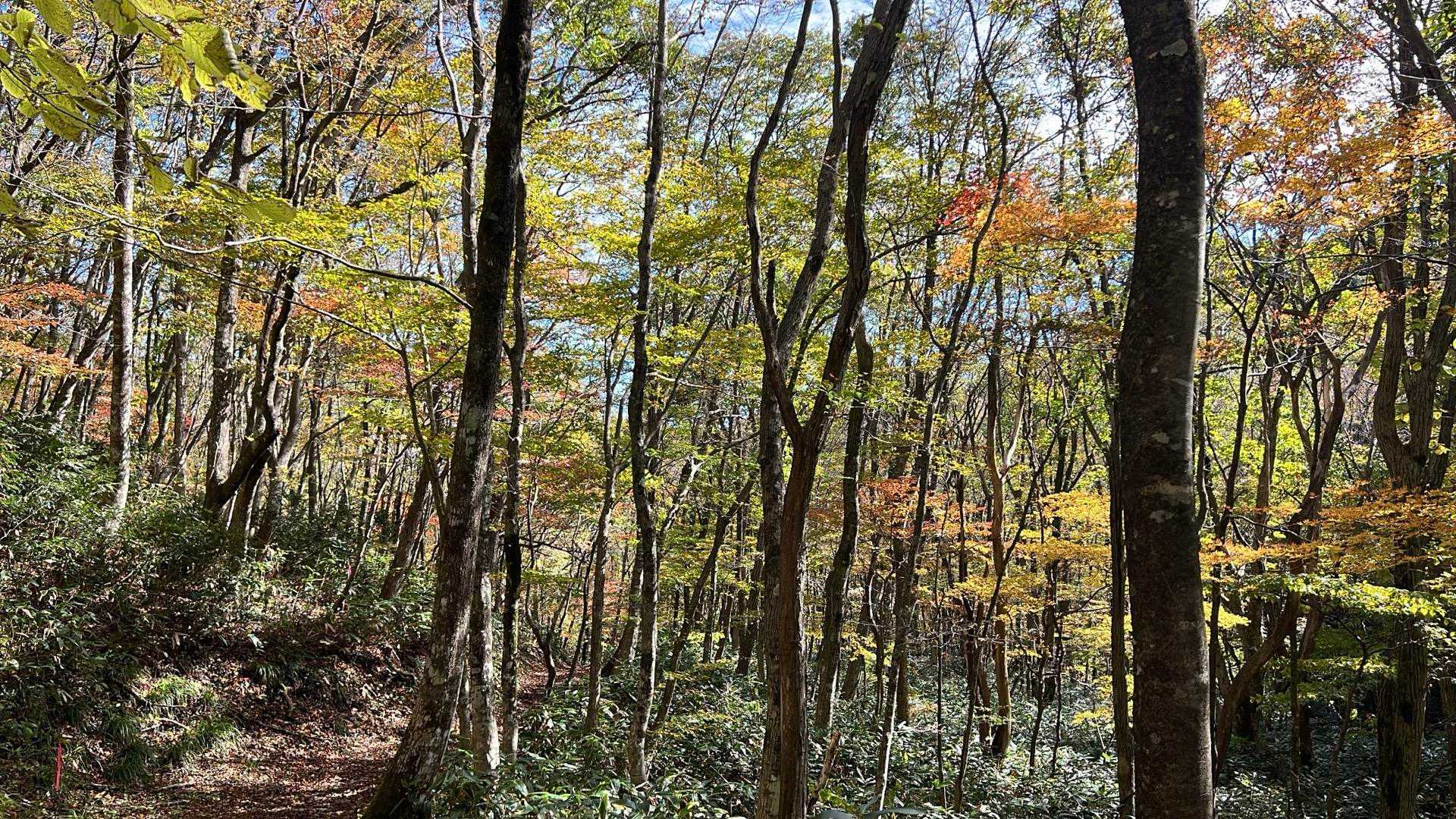 牛曳山登山口-伊良谷山-毛無山-出雲峠 周回コースの写真