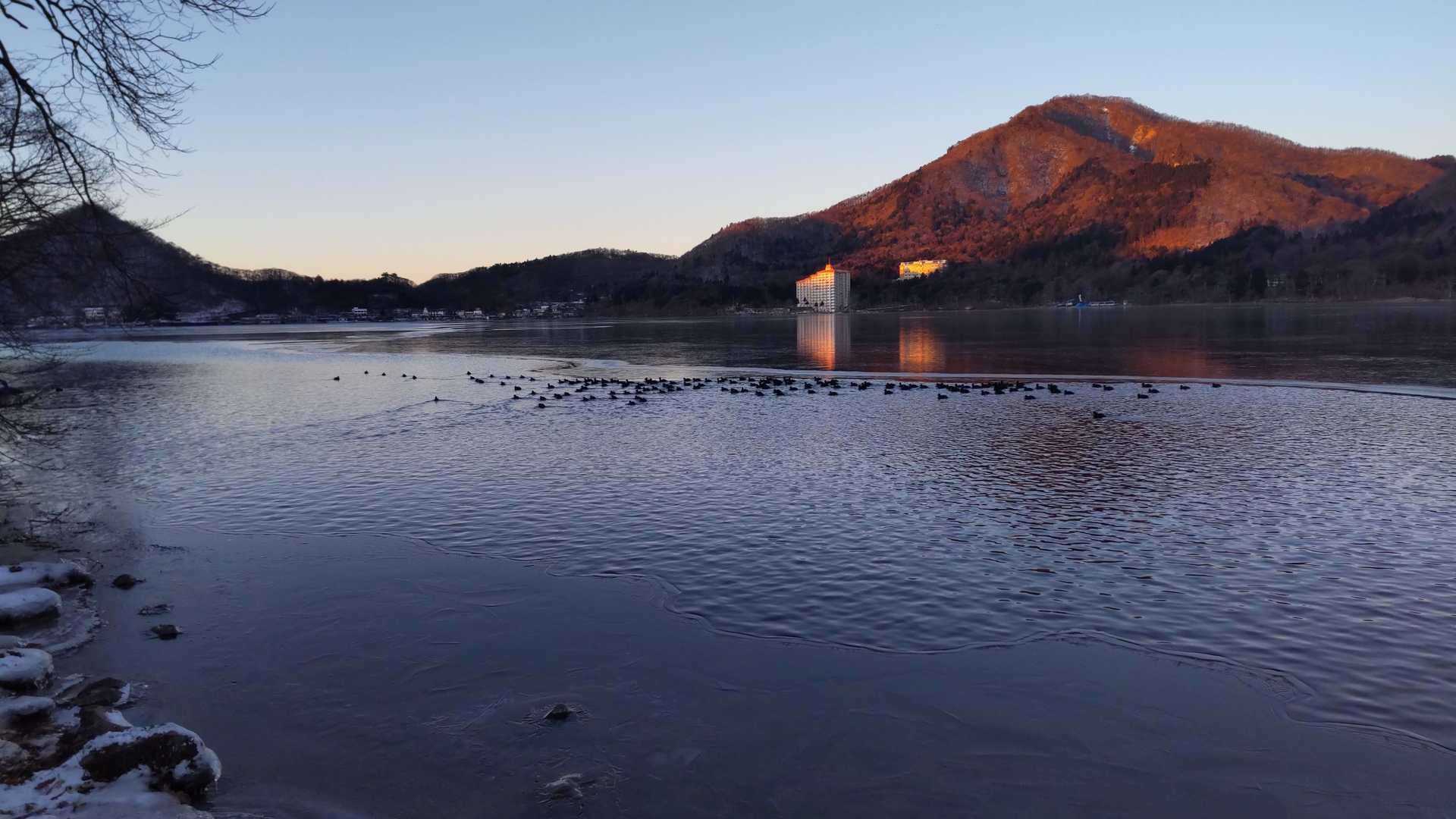 水鳥がいっぱいいます。