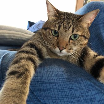 とてもかわいいねこ