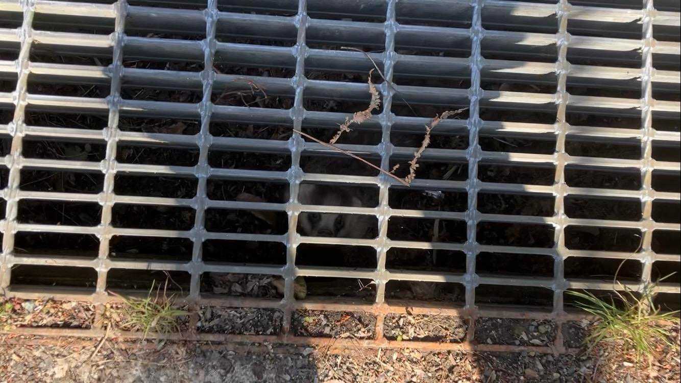アナグマ見えますか？