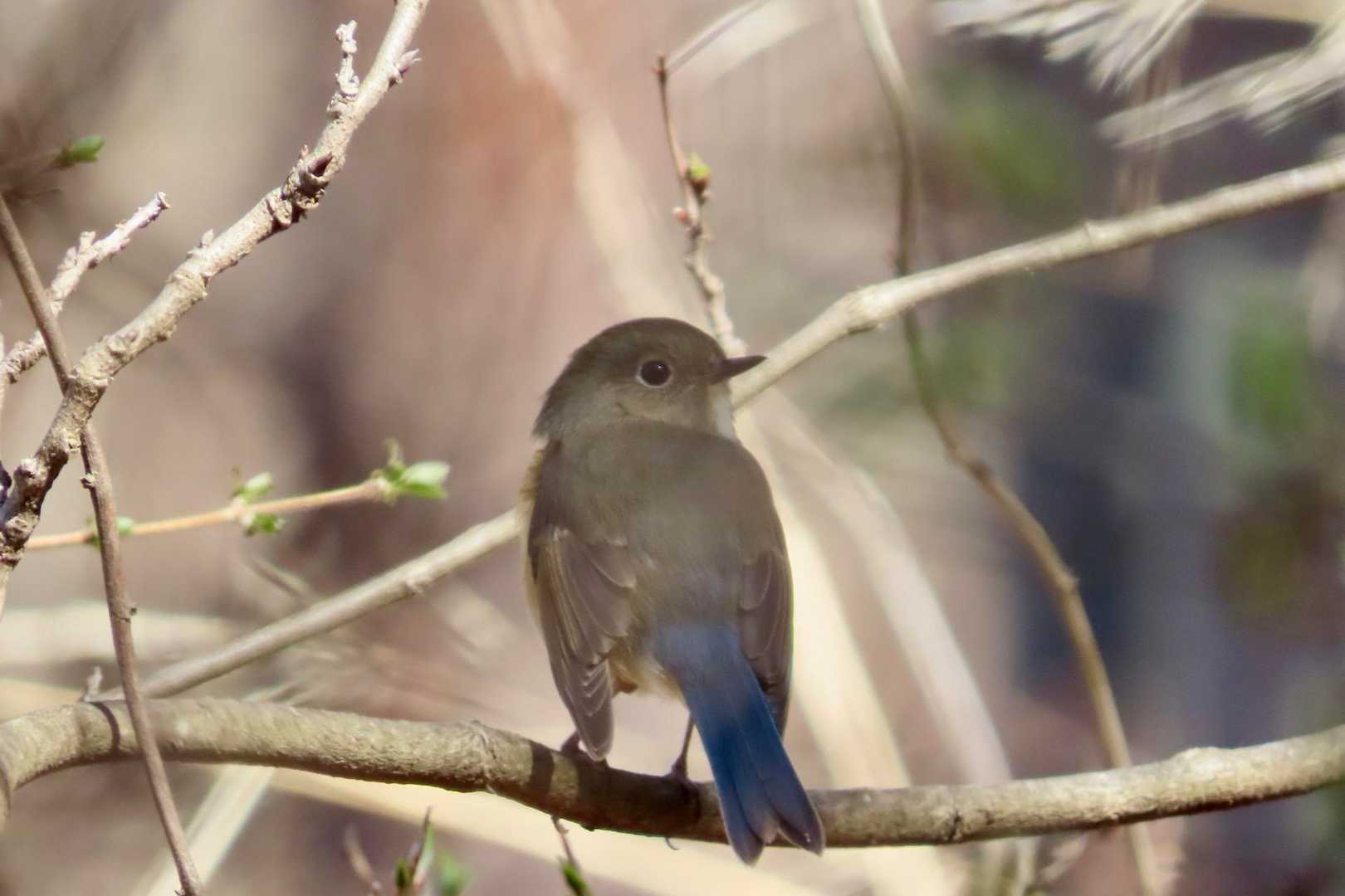 あら？ルリビタキが隠れながら飛び回っている☺️ 暑くなるので、早く高い山へ帰りな。