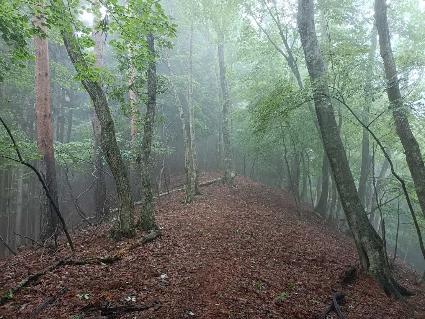 霧の中