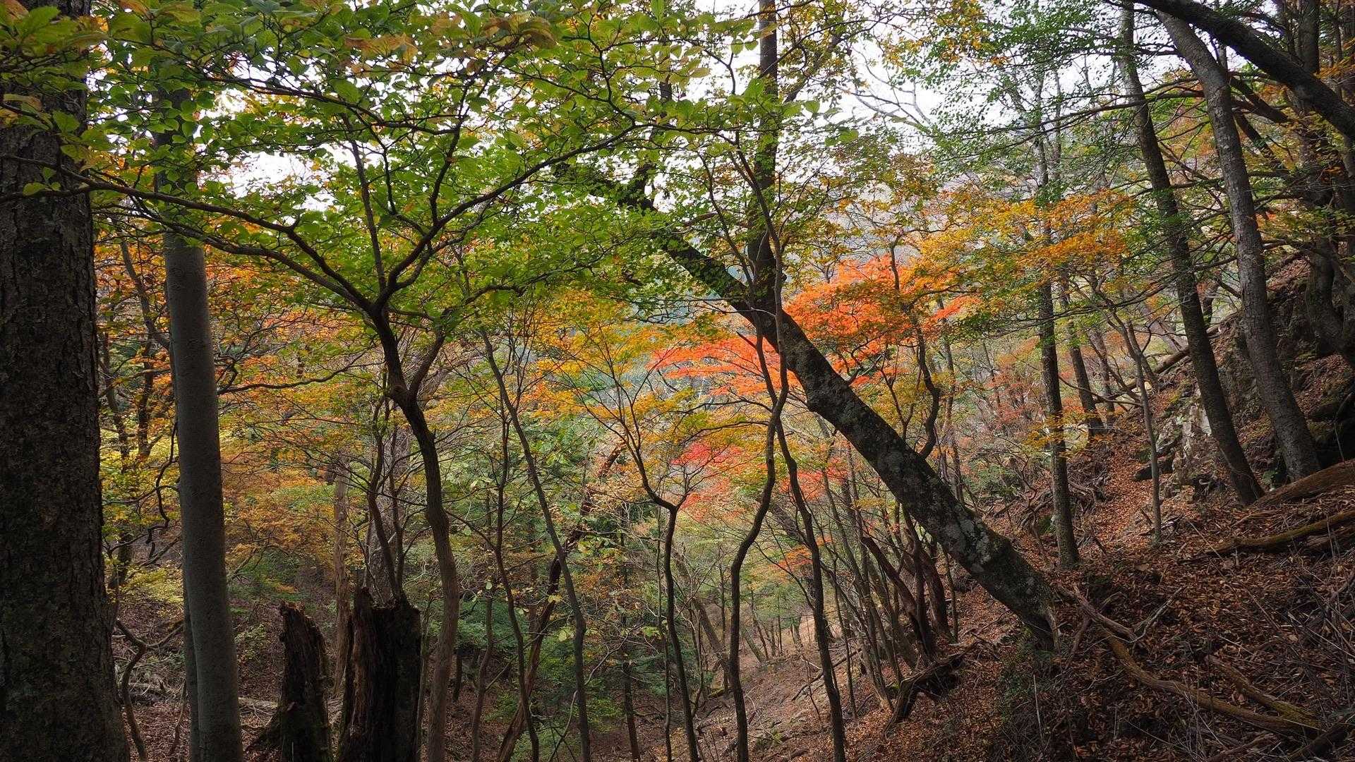 四季見橋登山口-親父山-障子岳 周回コースの写真