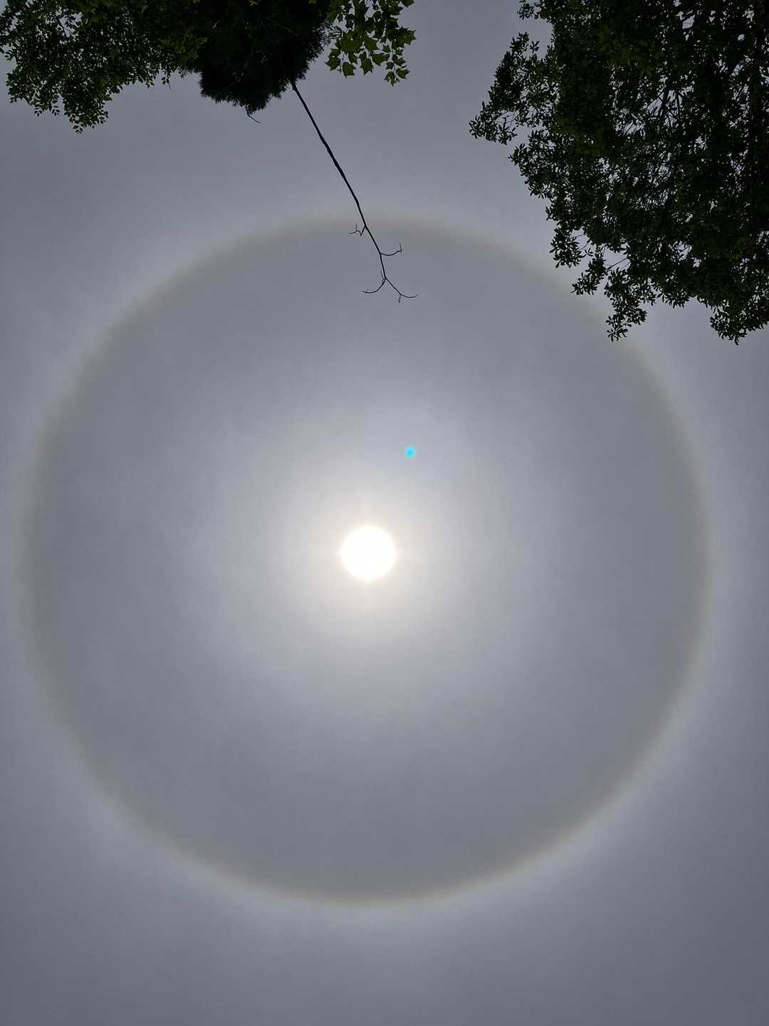 太陽に輪っかがかかってました。