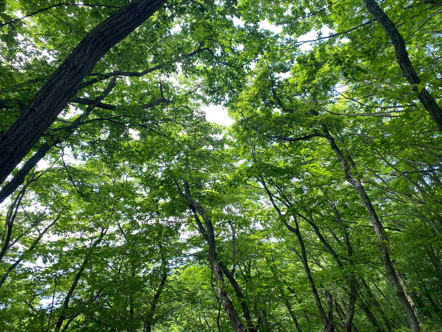 濃いなぁ🌿