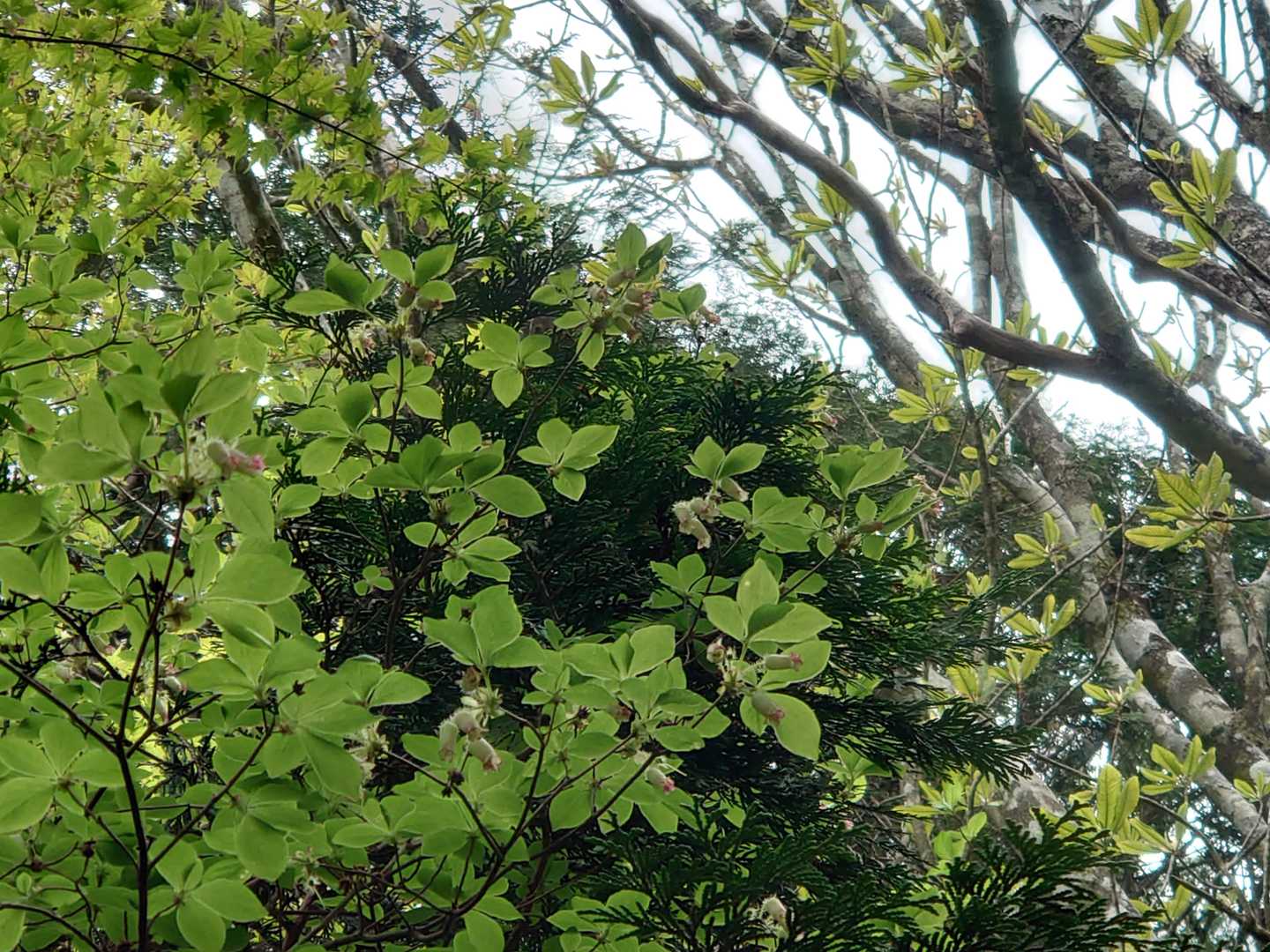 ウラジロヨウラクの薄い緑の花が残ってます