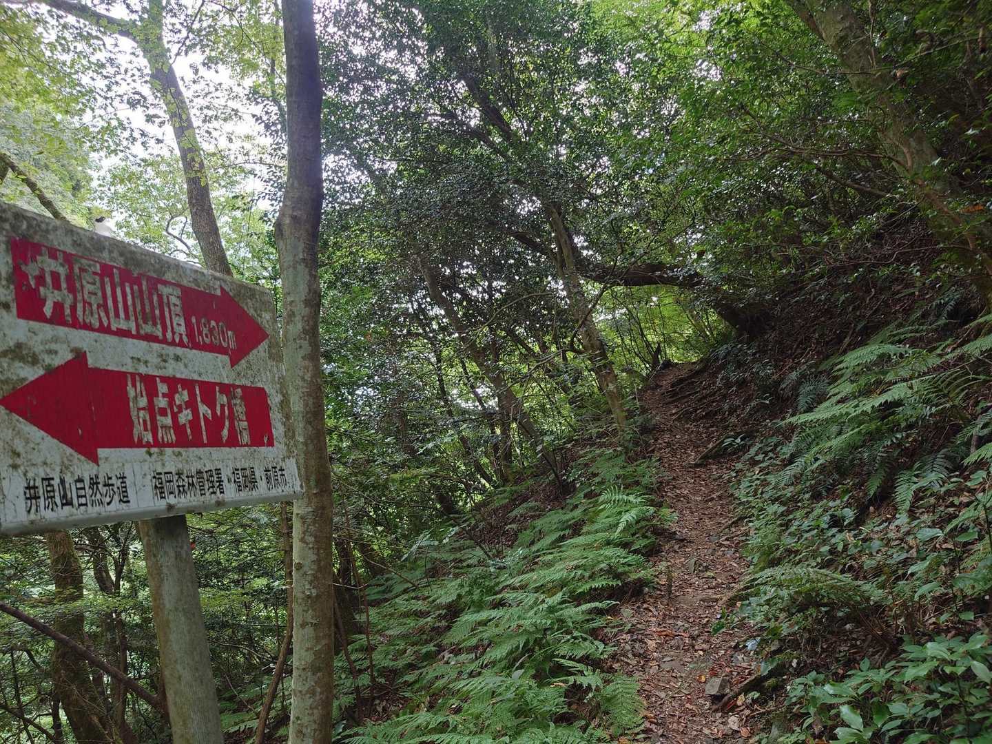 涼しかった沢沿いの登山道が終わり、ここから九十九折の急登の始まり。ここを踏破できた者だけが山頂へ辿り着けます😤←ちょっと大げさですが、ここから本当にキツい😰