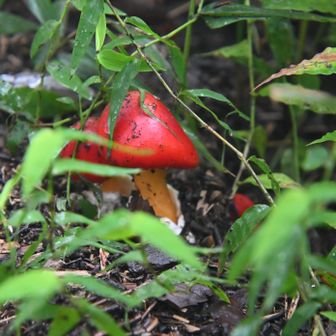 出逢いの広場、たまご茸、