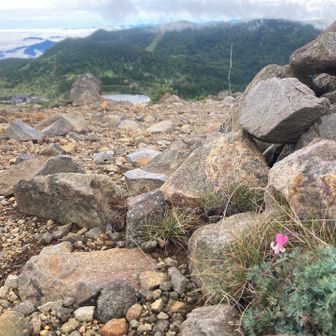 山頂から駒草と弓池と本白根山📸 またね👋