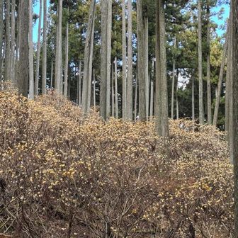 いやはや凄いもんですな