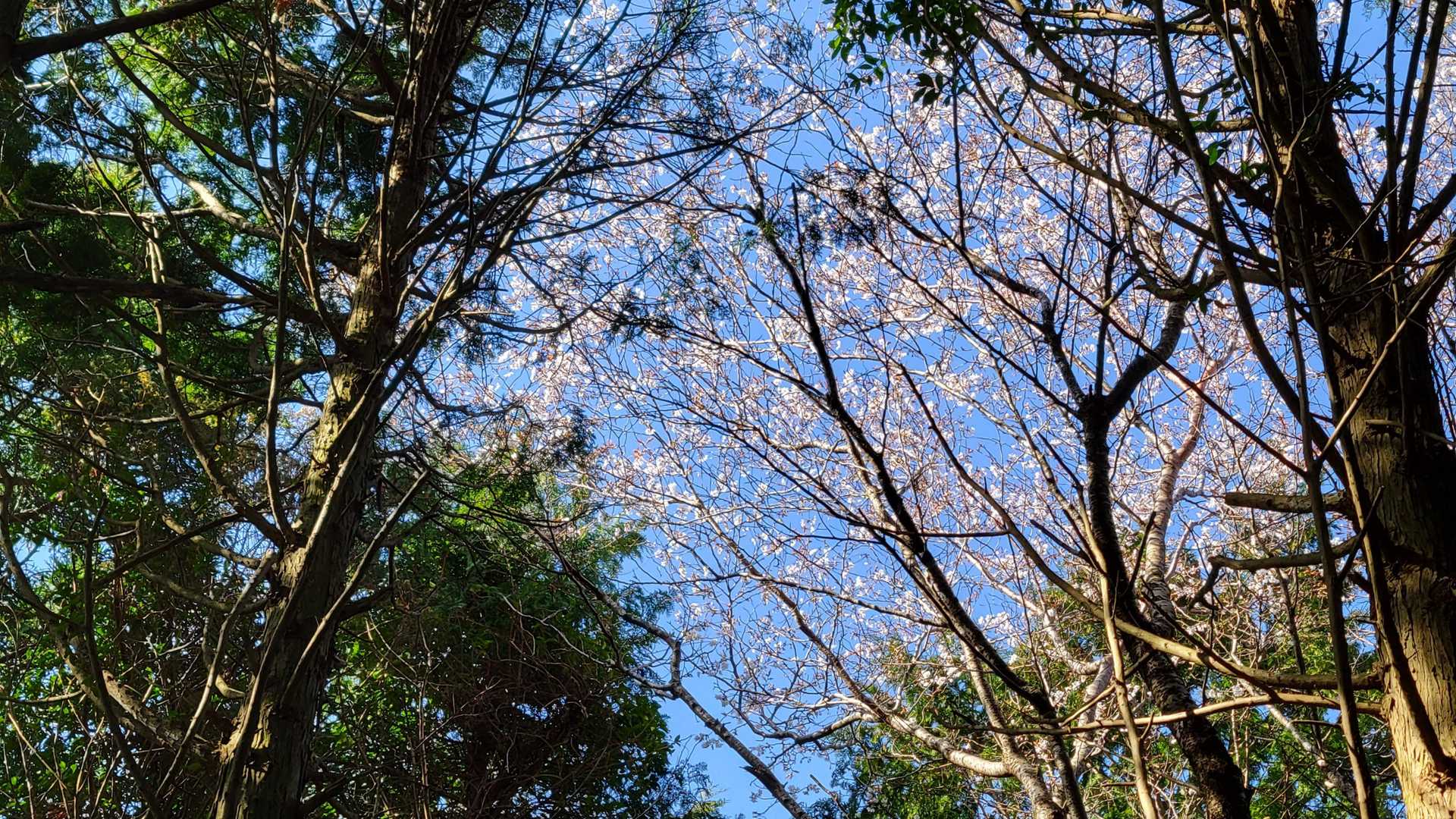 宝篋塔山-鷹取山-御殿山 周回コースの写真
