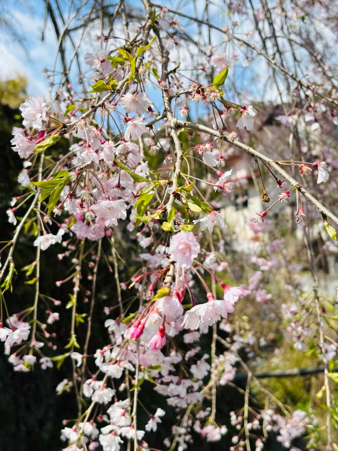 可愛いピンク🩷🌸