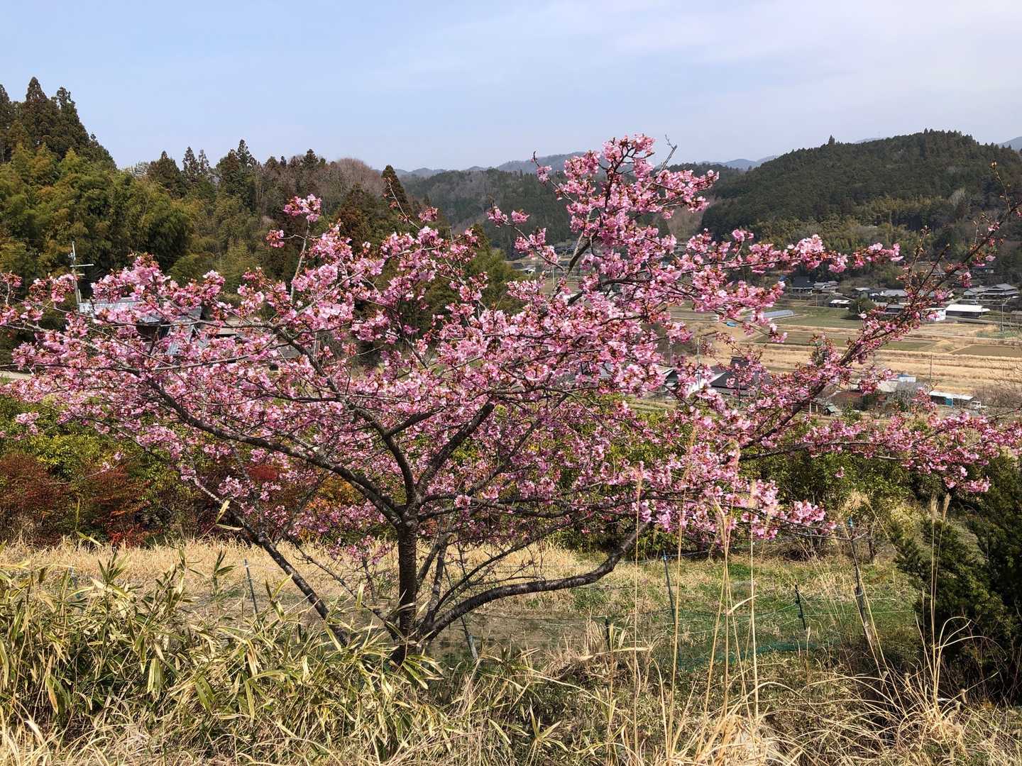 梅が満開でした。