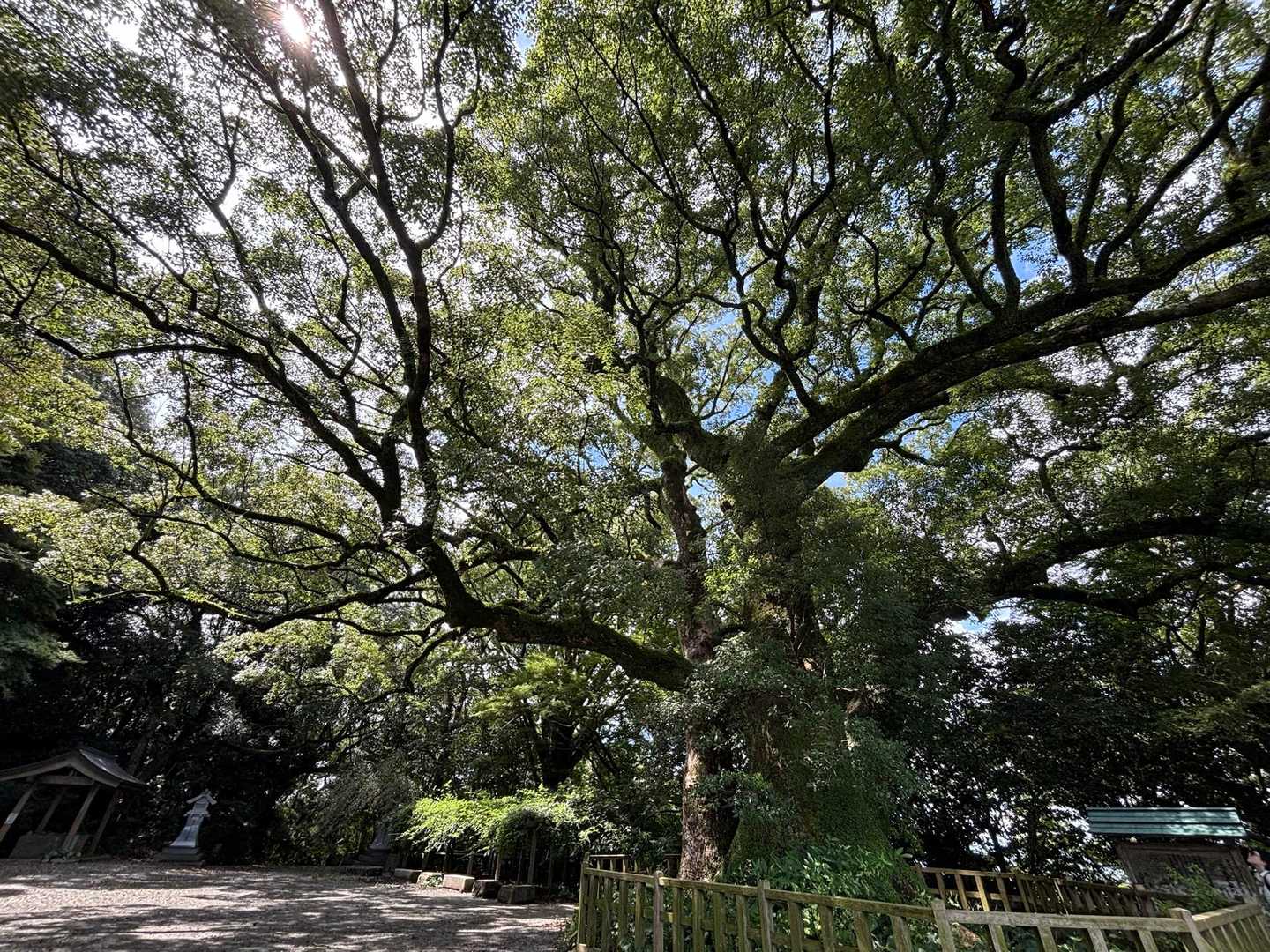 御神木🌳
ところで、もみじ谷🍁に鎮座されていたお地蔵様は何処へ⁉️