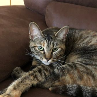 ユーザーひろ猫