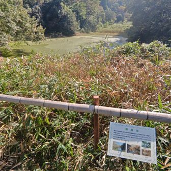 藤尾池