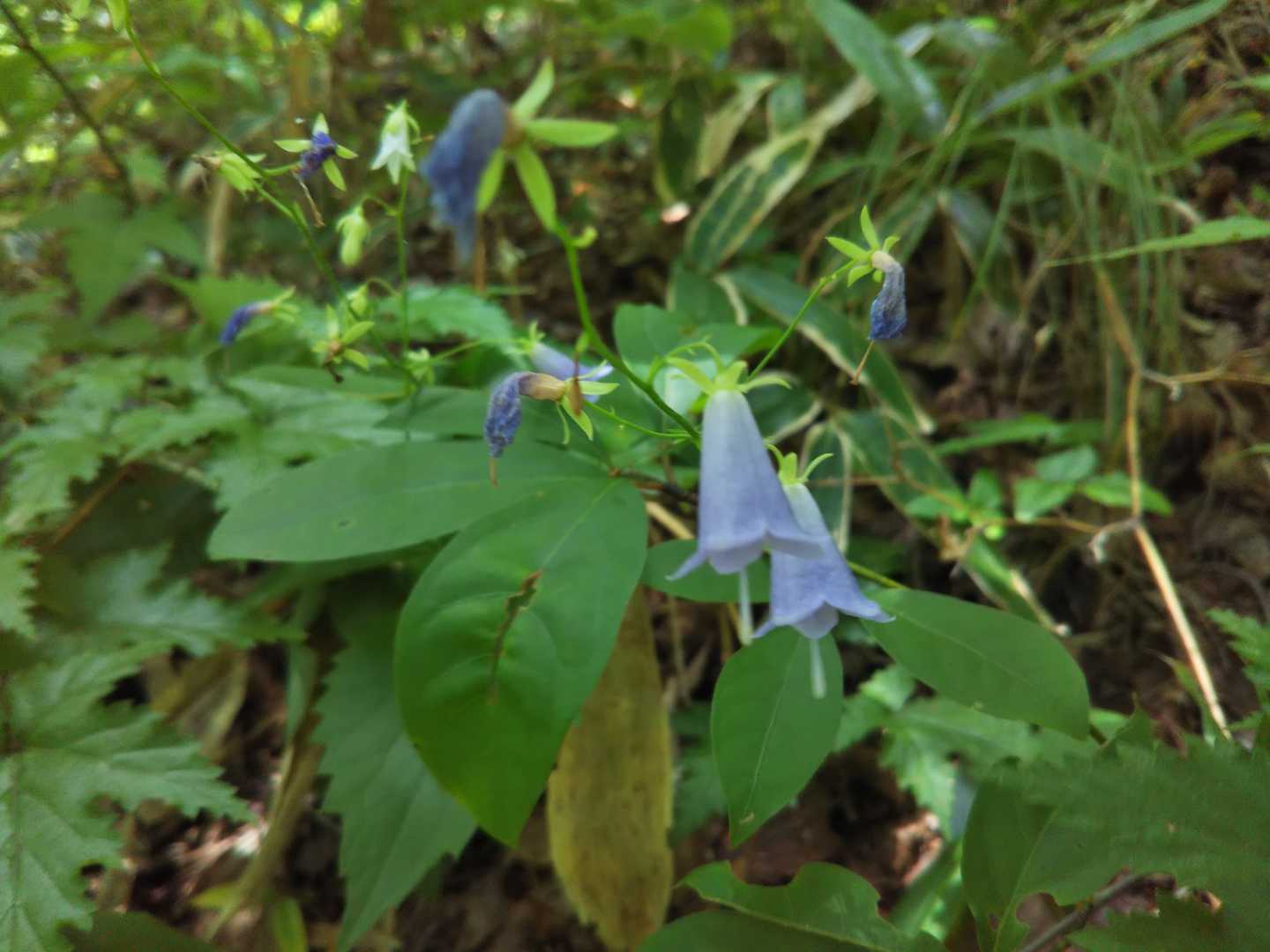 ツリガネニンジン