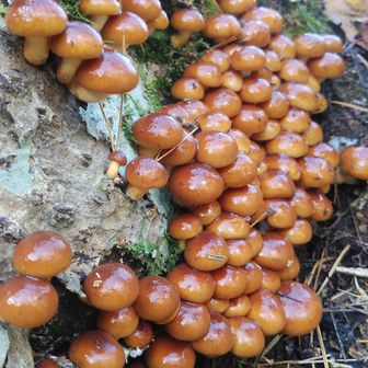 ダンベルてつや