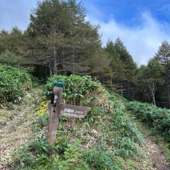 コルまで降りてきた。右側の道で下山