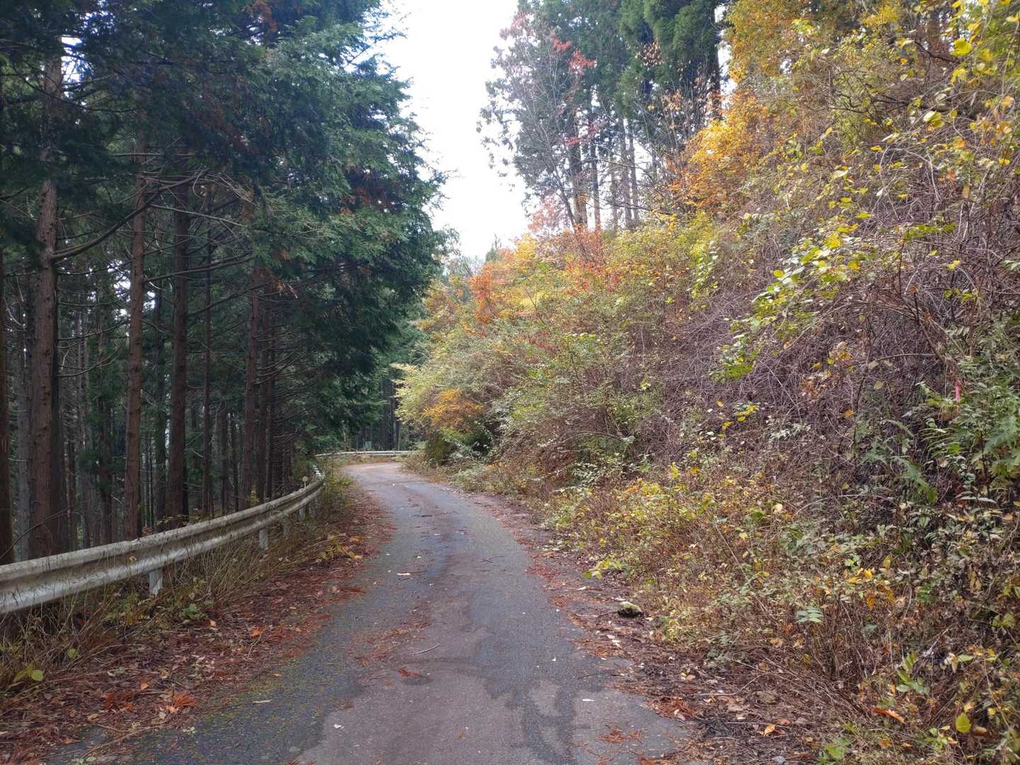 林道の舗装路を少し歩く。