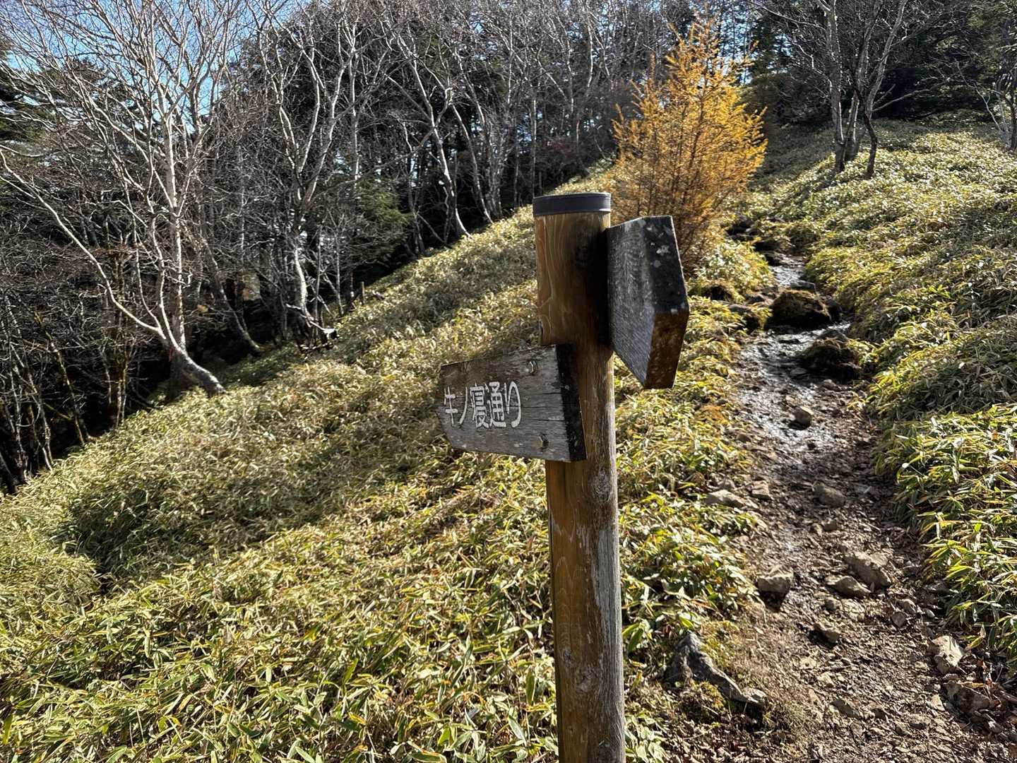 石丸峠のちょい先の分岐から牛ノ寝通りへ。

牛をつなぐことができる、平坦で歩きやすい道が多いことから「牛ノ寝通り」と呼ばれるようになったという説が有力なんだとか。