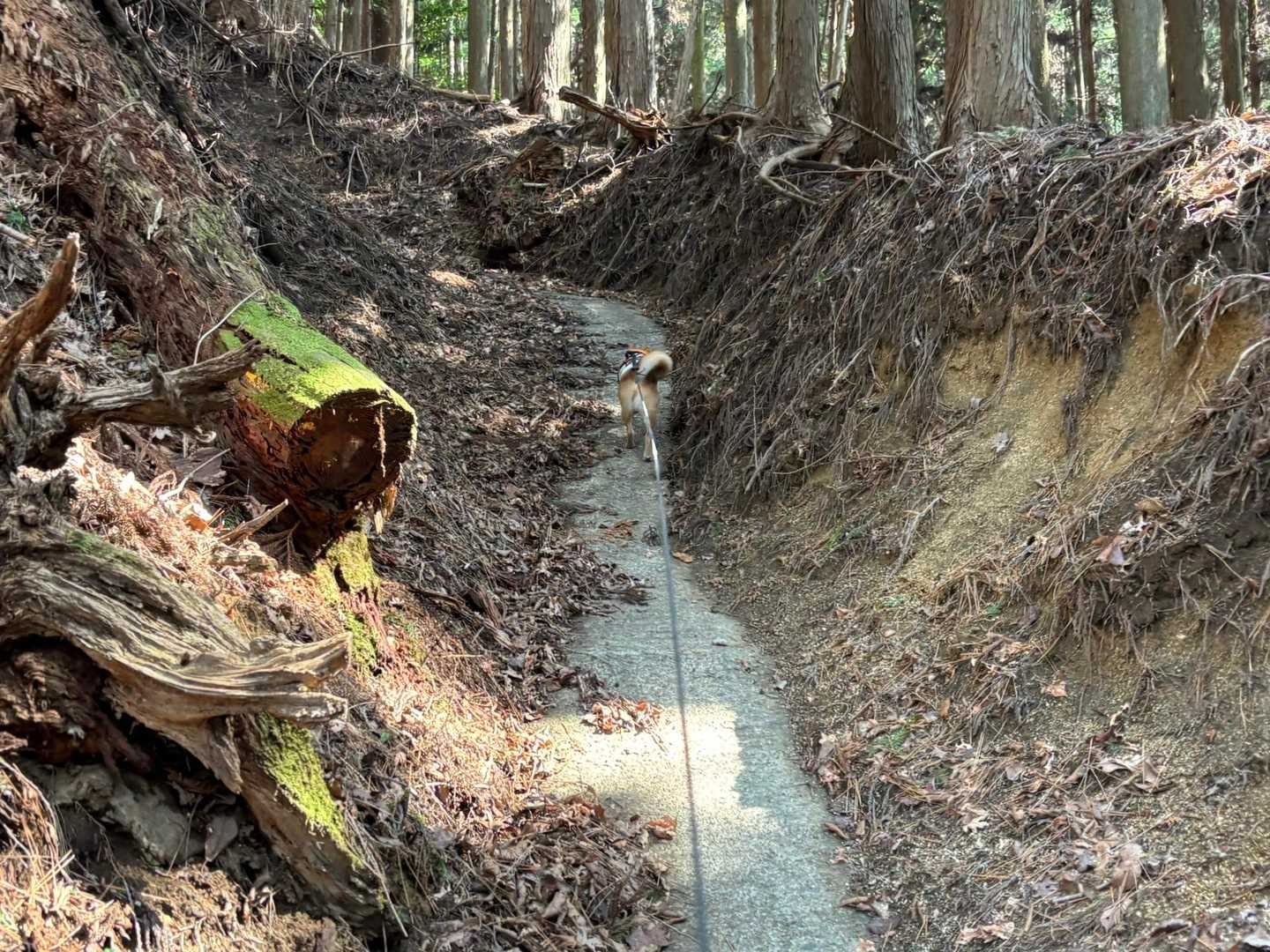 白猪山 周回コースの写真