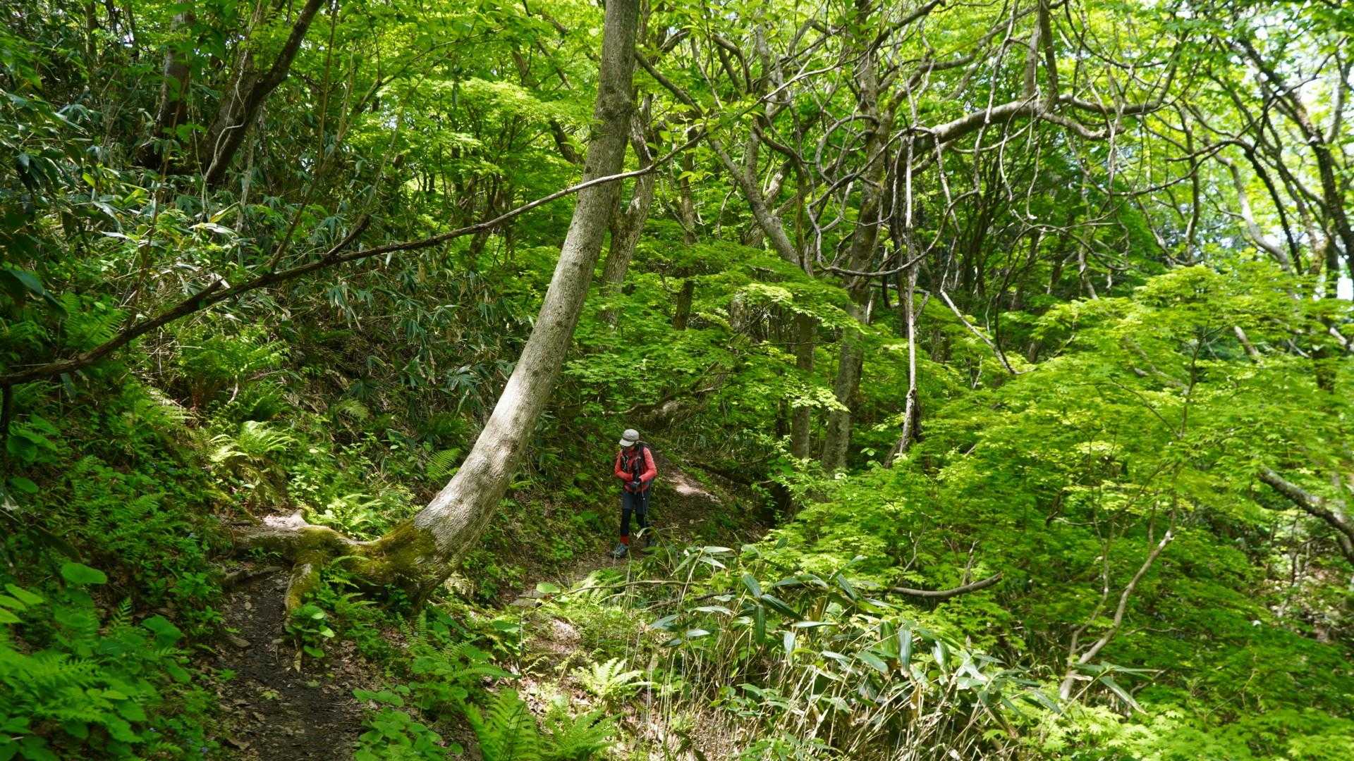 宝達山 往復コースの写真