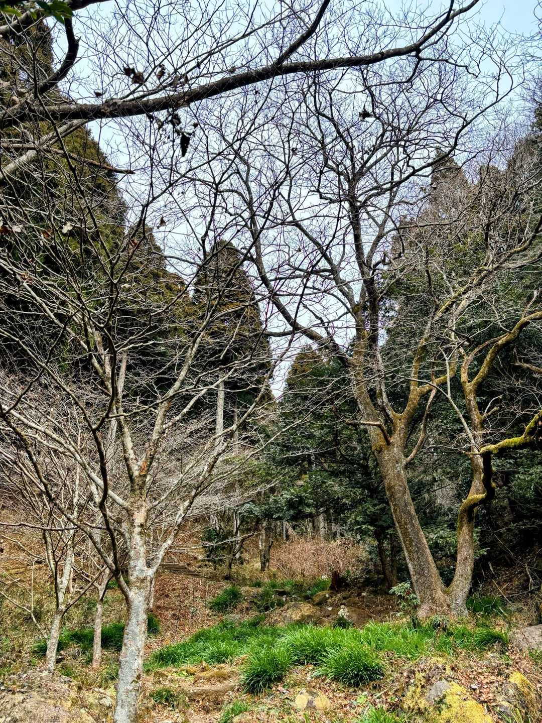 日金山-東光寺-岩戸山 往復コースの写真