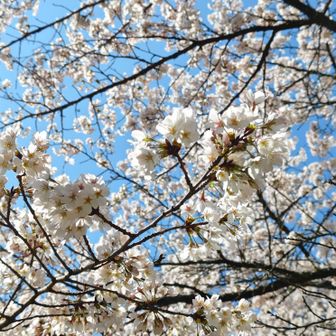 🌸が満開〜♪