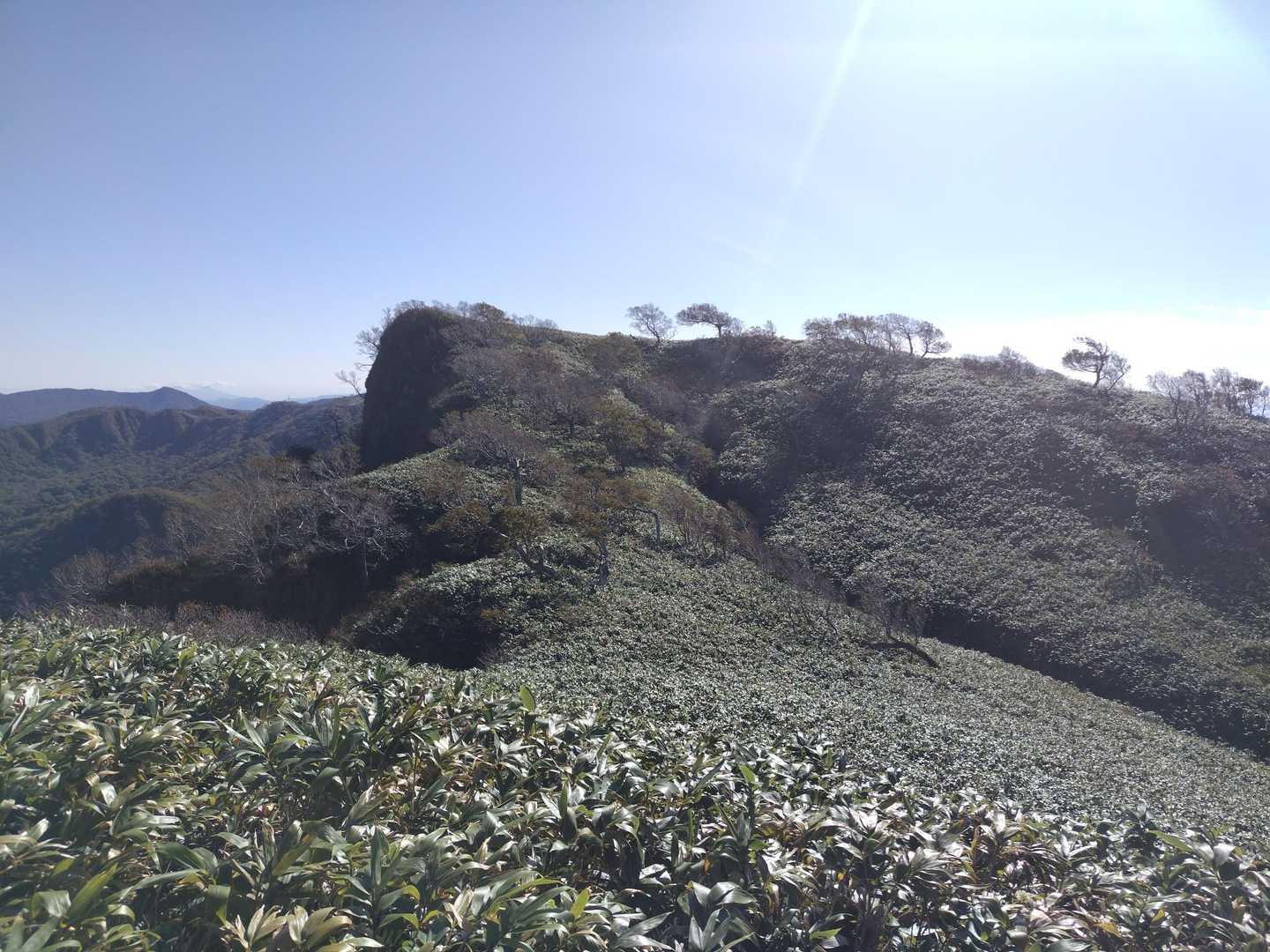 登り返し再び笹藪へ、正面の本峰⛰️を目指す😡💦

なんと藪の中──右に筋が見えるのでそちらへ向かってみる🚶‍♂