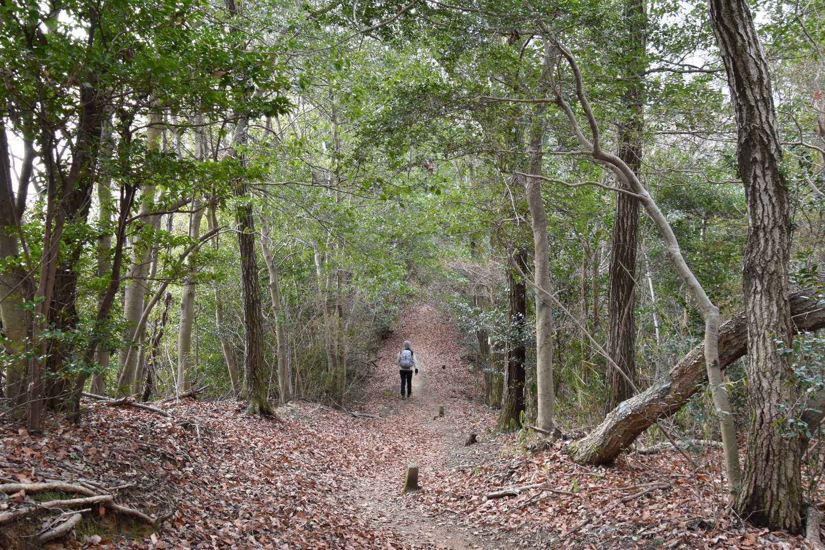 落ち葉の道をひたすら歩きます🍂