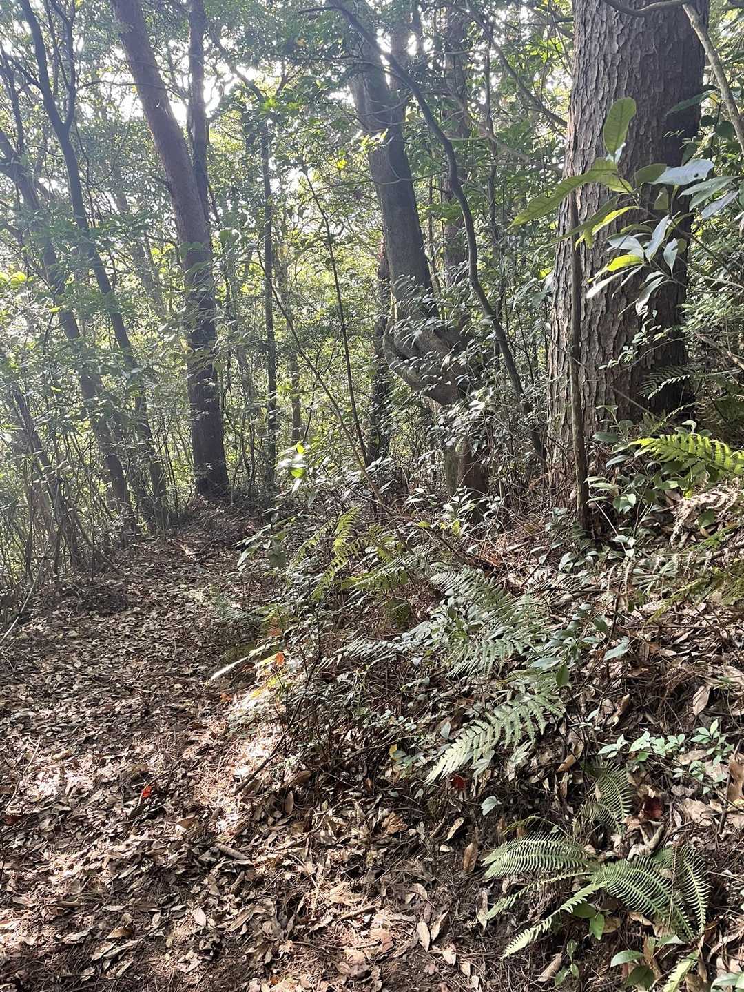 白山登山口-白山 往復コースの写真