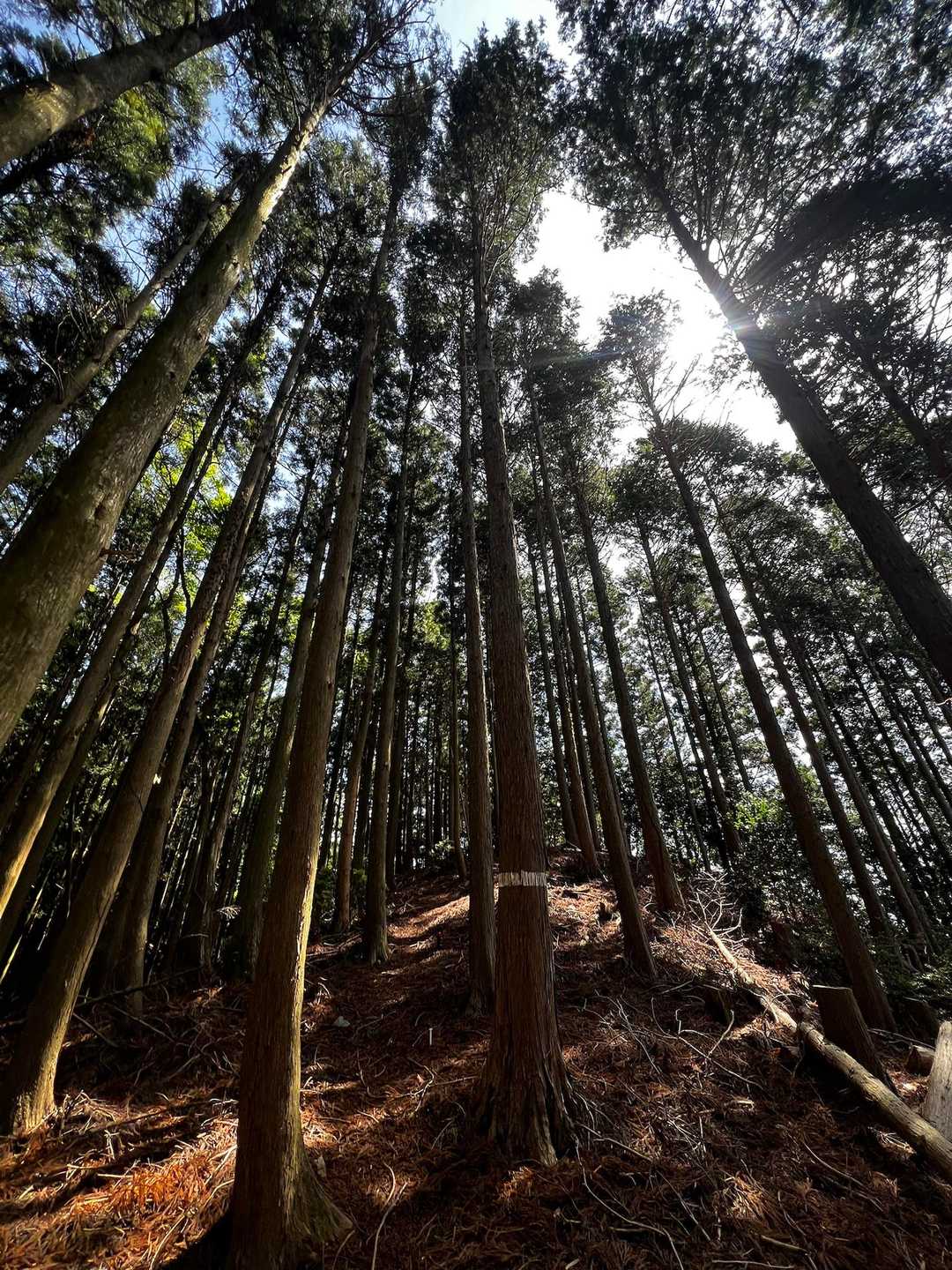 風頭山-大日山 往復コースの写真