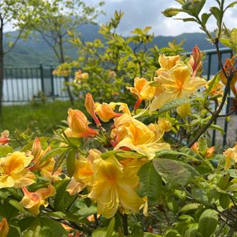 蕾もあるので、しばらく楽しめそう！