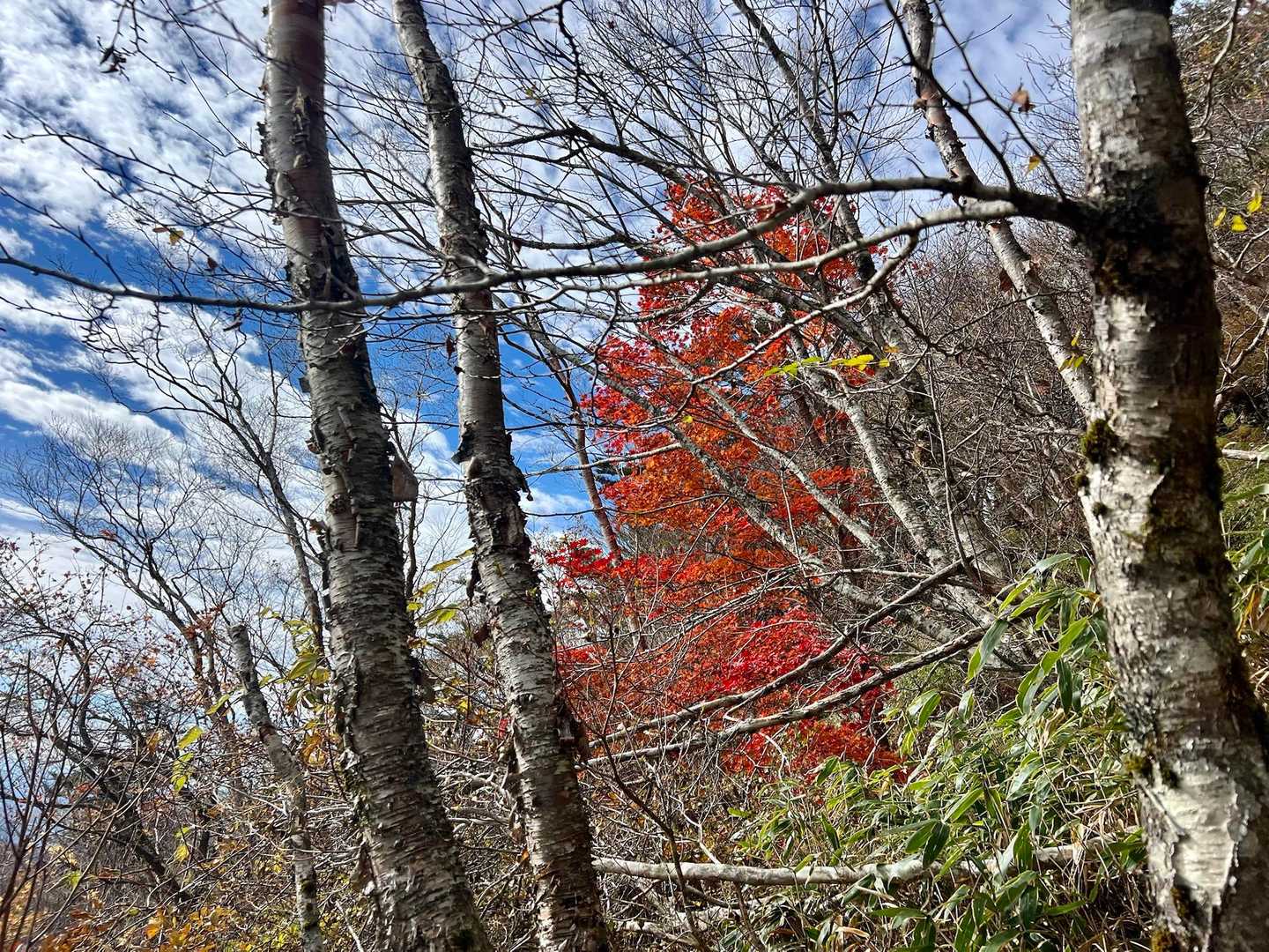 🍁✨