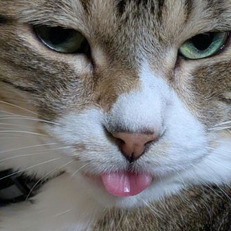 シー太郎ピー助ほたて