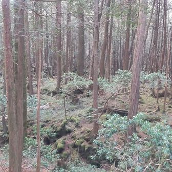 このあたりは樹海の雰囲気